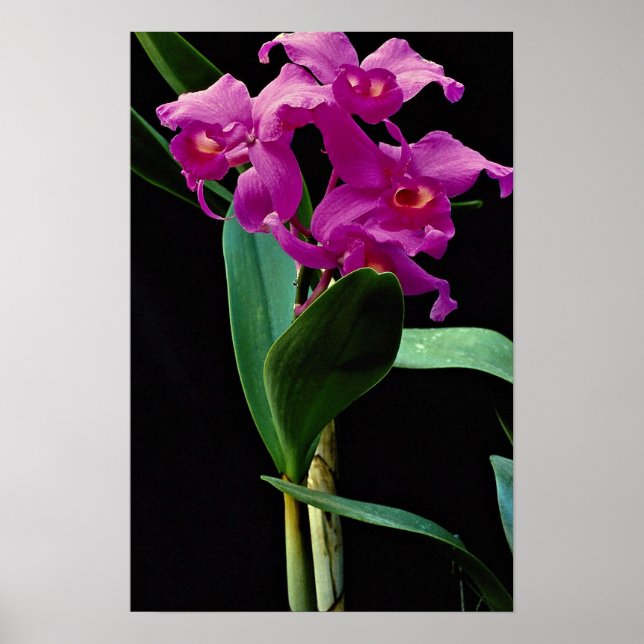 Orchid cattleya (Hailstorm Nilene) Poster (Vorne)