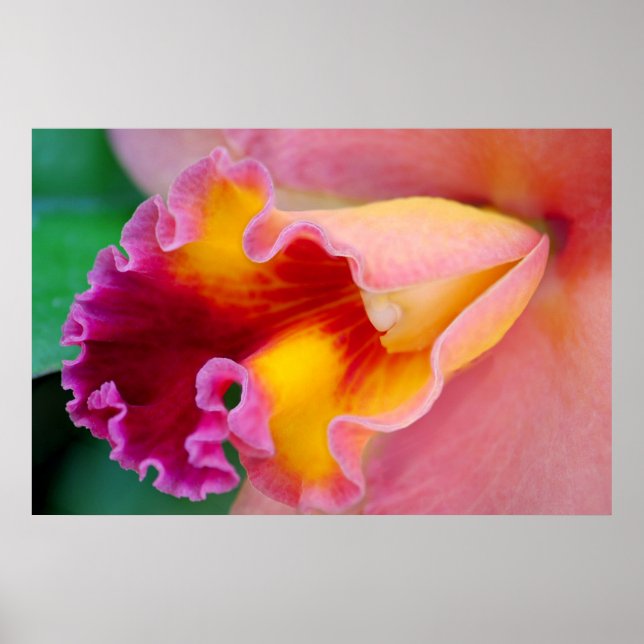Orchid Colors Poster (Vorne)
