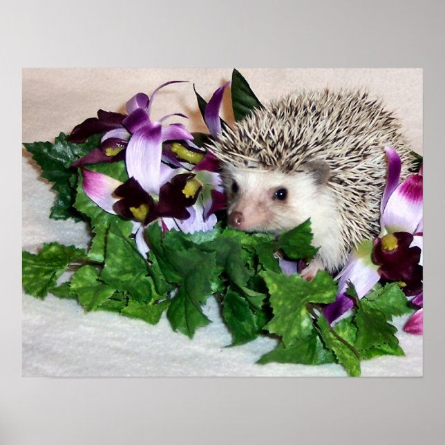 Orchid den Igel Poster (Vorne)