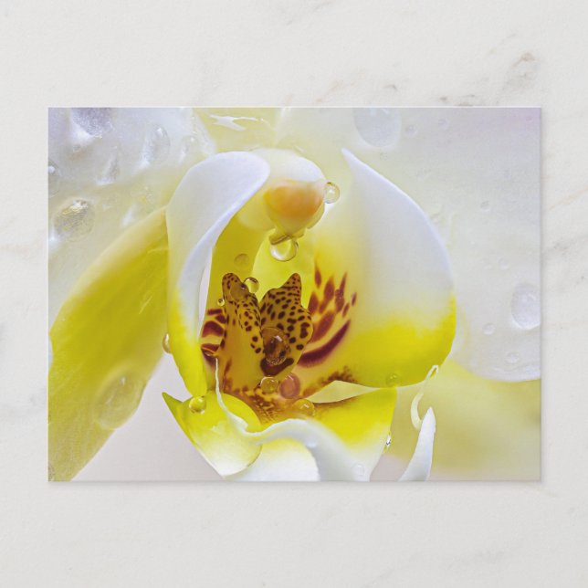 Orchid Dew Postkarte (Vorderseite)