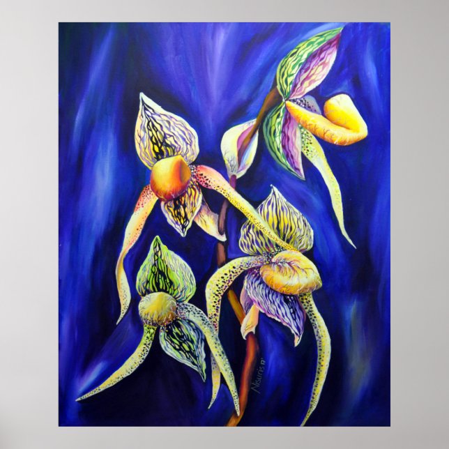 Orchid - Die Paphiopedilum Lady's Slipp Poster (Vorne)