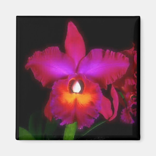 Orchid Dream Magnet (Vorne)