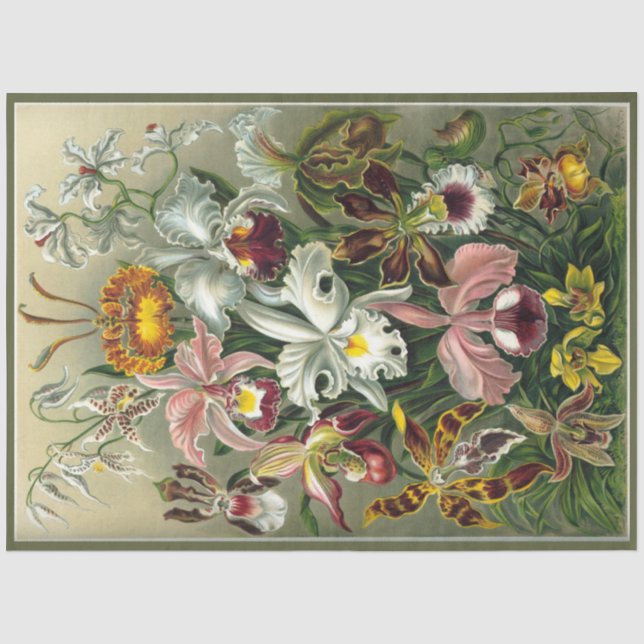Orchid Floral Ernst Haeckel Decoupage Seidenpapier (Vorderseite)