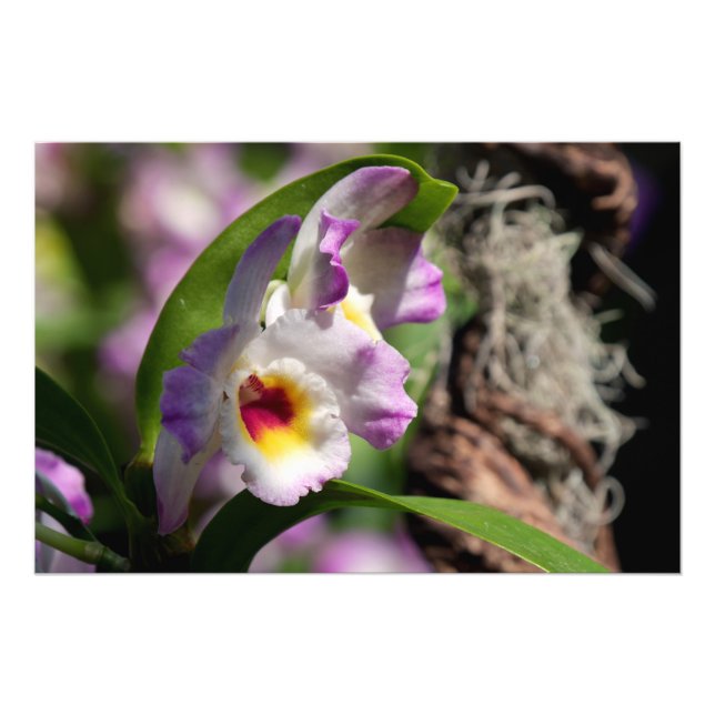 Orchid Fotodruck (Vorne)