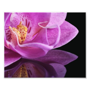 Orchid Fotodruck