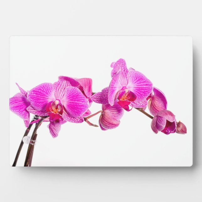 Orchid Fotoplatte (Vorderseite)