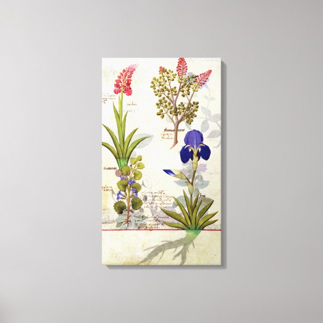 Orchid & Fumitory oder Blutung Herzherz & Iris Leinwanddruck (Vorderseite)