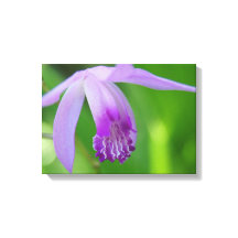 Orchid für dich!