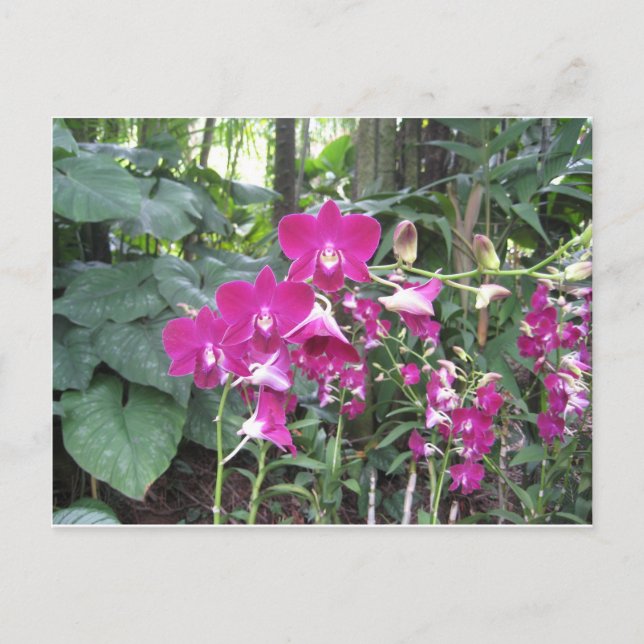 Orchid Garden, Singapur Postkarte (Vorderseite)