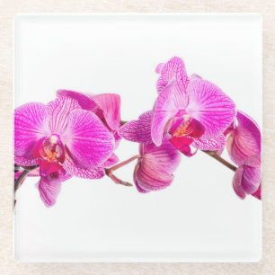 Orchid Glasuntersetzer