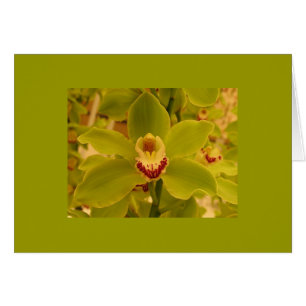 Orchid Green Cymbidium