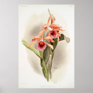 Orchid Illustriert Poster
