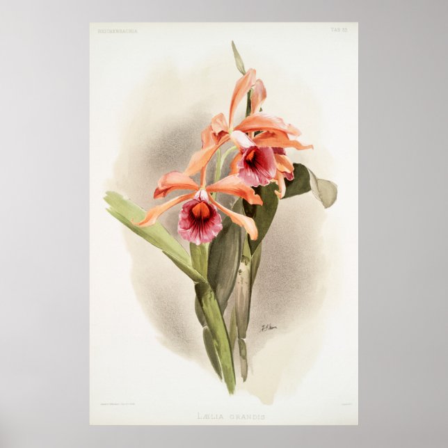 Orchid Illustriert Poster (Vorne)