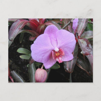 Orchid im Garten Postkarte