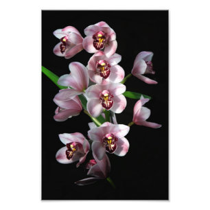 Orchid Insanity in schwarz Fotodruck