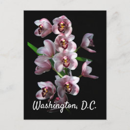 Orchid Insanity on Black, Washington, D.C. Postkarte