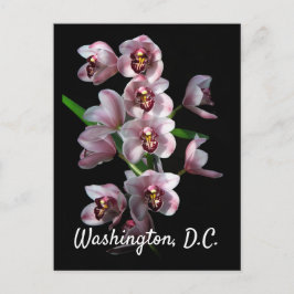 Orchid Insanity on Black, Washington, D.C. Postkarte