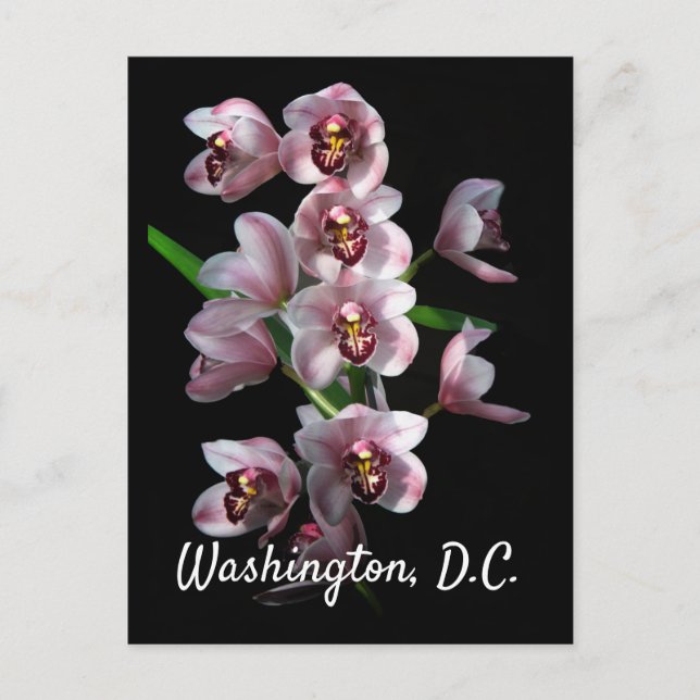 Orchid Insanity on Black, Washington, D.C. Postkarte (Vorderseite)