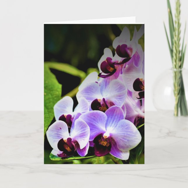 Orchid, Karte (Vorderseite)