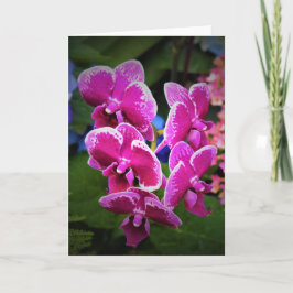 Orchid, Karte