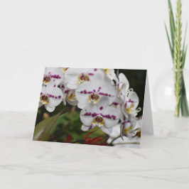 Orchid, Karte