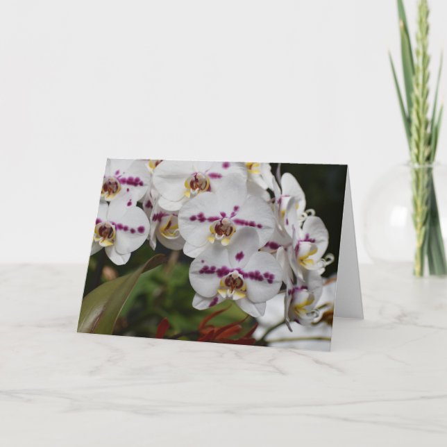 Orchid, Karte (Vorderseite)