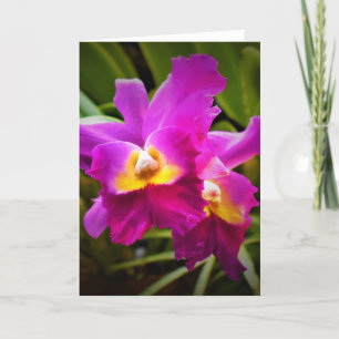 Orchid, Karte