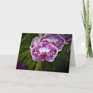 Orchid, Karte