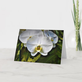 Orchid, Karte