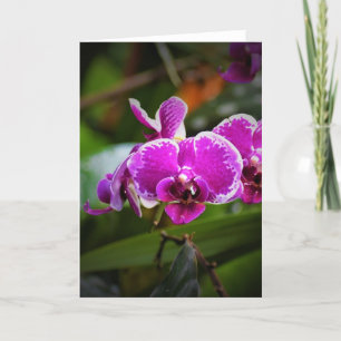 Orchid, Karte