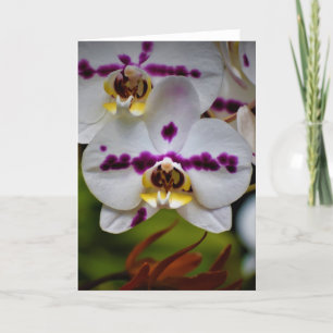 Orchid, Karte