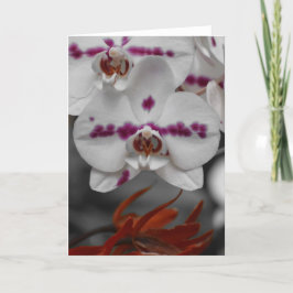 Orchid, Karte