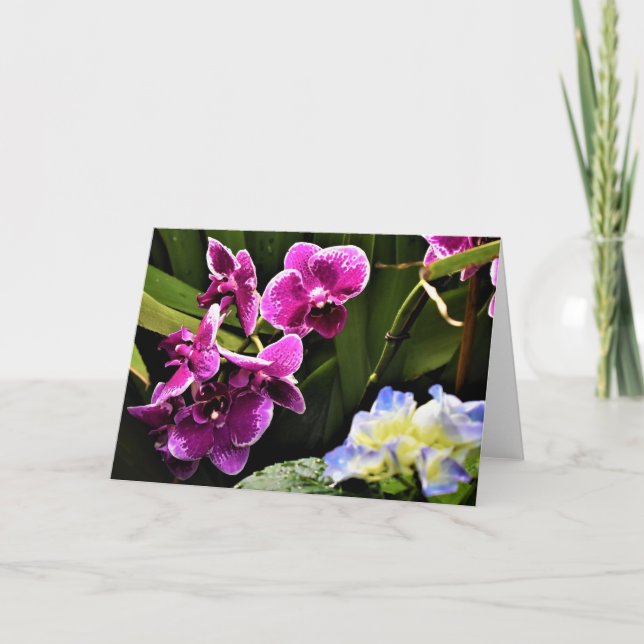 Orchid, Karte (Vorderseite)