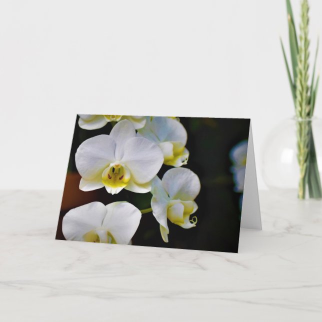 Orchid, Karte (Vorderseite)