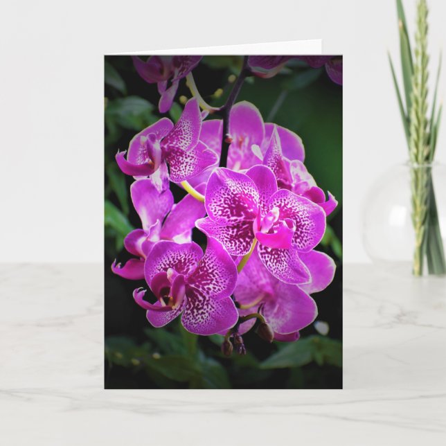 Orchid, Karte (Vorderseite)