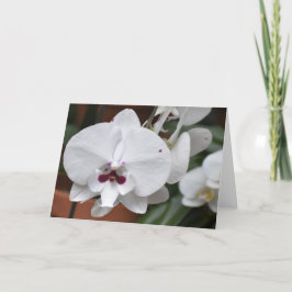 Orchid, Karte