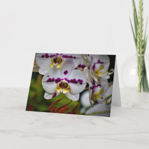 Orchid, Karte