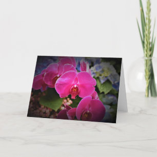Orchid, Karte