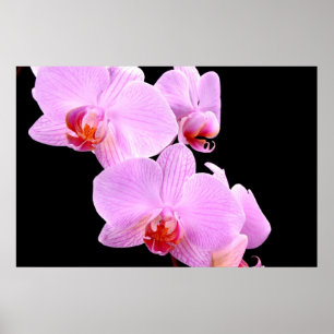 Orchid-Liebe Poster