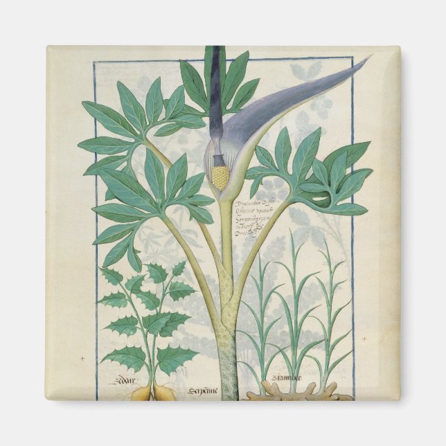 Orchid Magnet (Vorne)