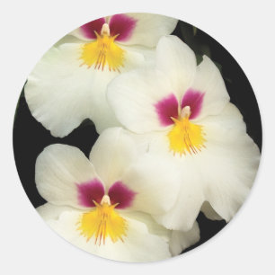 Orchid - Miltoniopsis - Die drei Amigos Runder Aufkleber