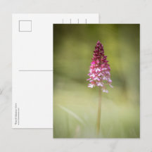 Orchid Nature Foto