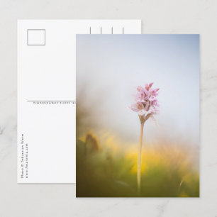 Orchid Nature Foto Postkarte