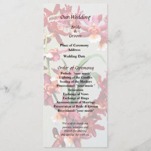Orchid Oncostele Hilo Firecracker Programme du Nou