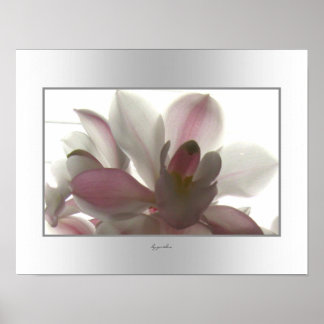 Orchid Pale Beauty Poster