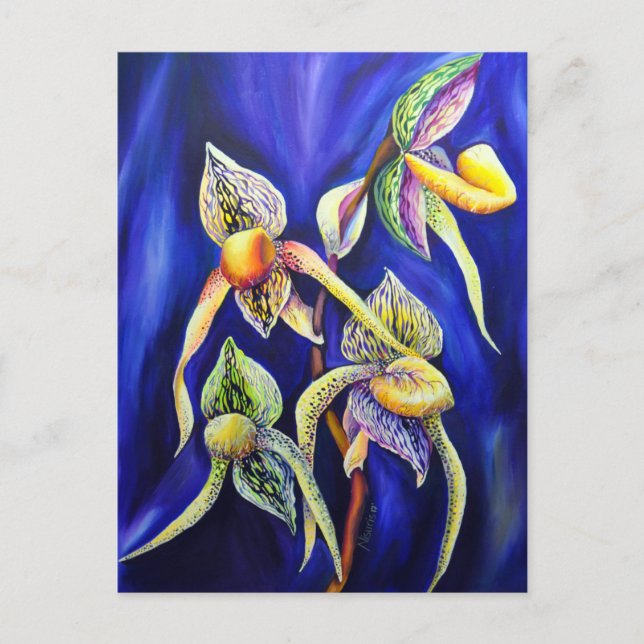 Orchid Paphiopedilum Lady's Slipper Postkarte (Vorderseite)