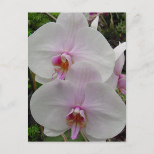 Orchid - Pink Blossom (Kolossians 2:3) Postkarte