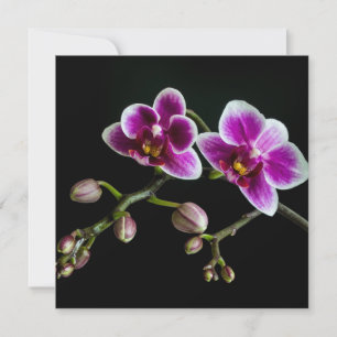Orchid pinkfarbene weiße Farbe auf schwarz blass s