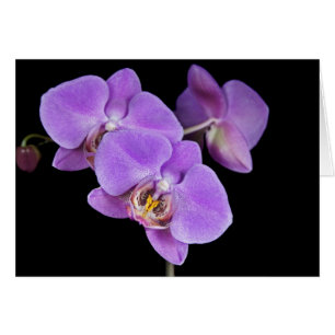 Orchid Pinks