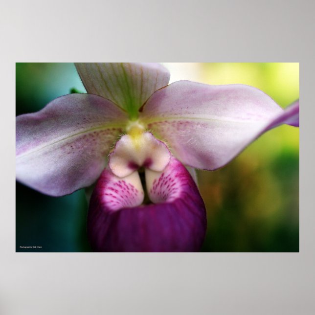 Orchid Poster (Vorne)